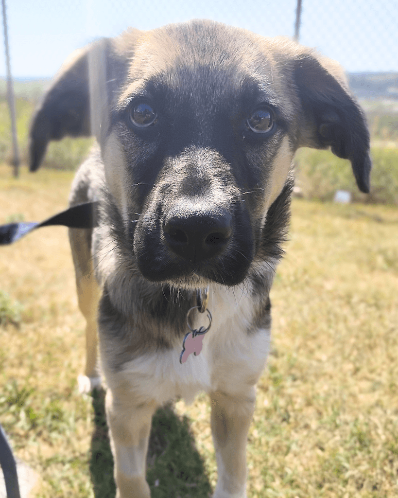 Clue - Mixed available for adoption