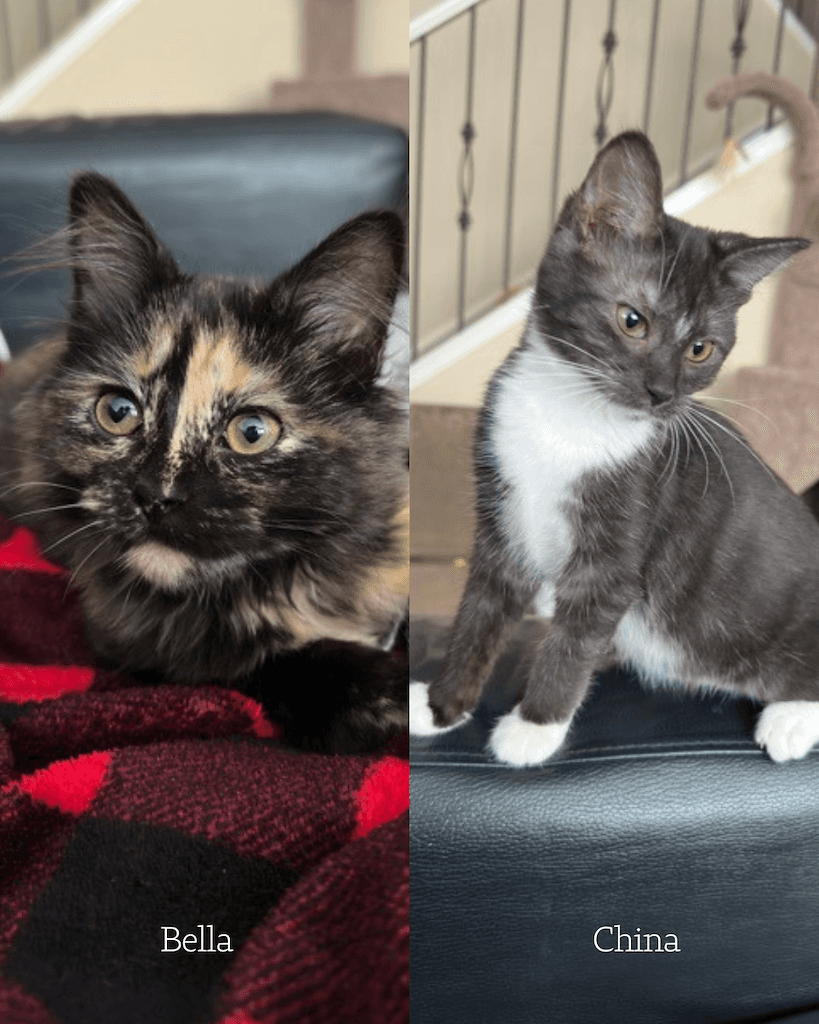 Bella and China - Domestic Medium Hair available for adoption
