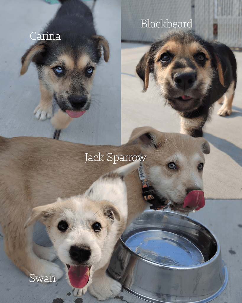 Swan, Carina, and Blackbeard - Mixed available for adoption