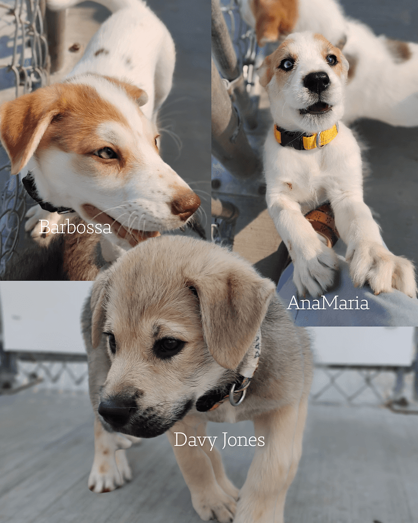 Barbossa, Davy Jones, AnaMaria - Mixed available for adoption