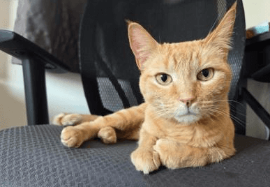 Sierra - DSH cat available for adoption at Cochrane Humane Society in Cochrane