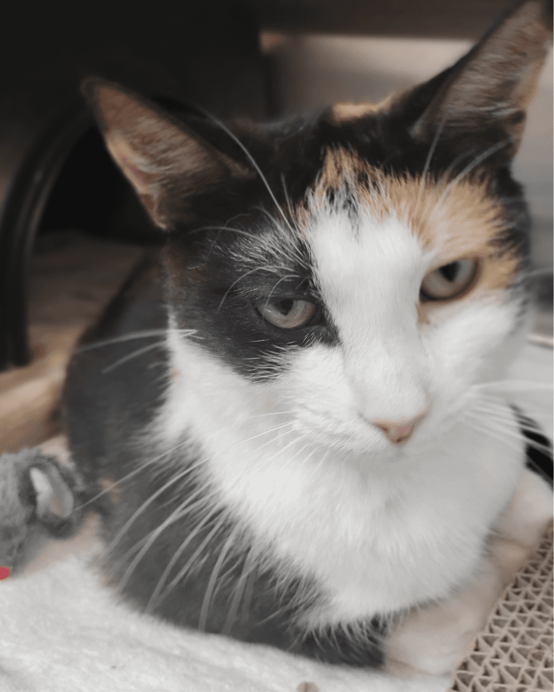 Tango - DSH available for adoption