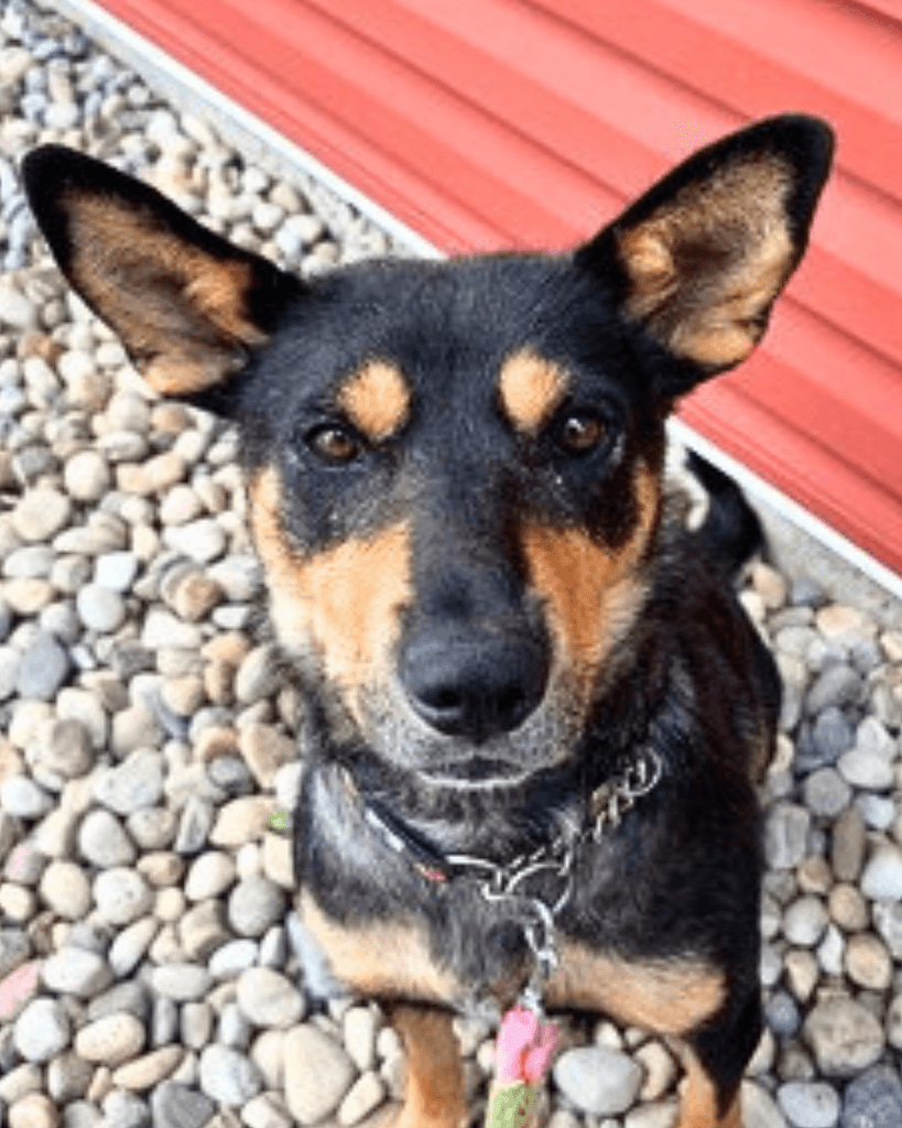 Nebula - Mixed available for adoption