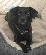 Licorice - Mixed available for adoption