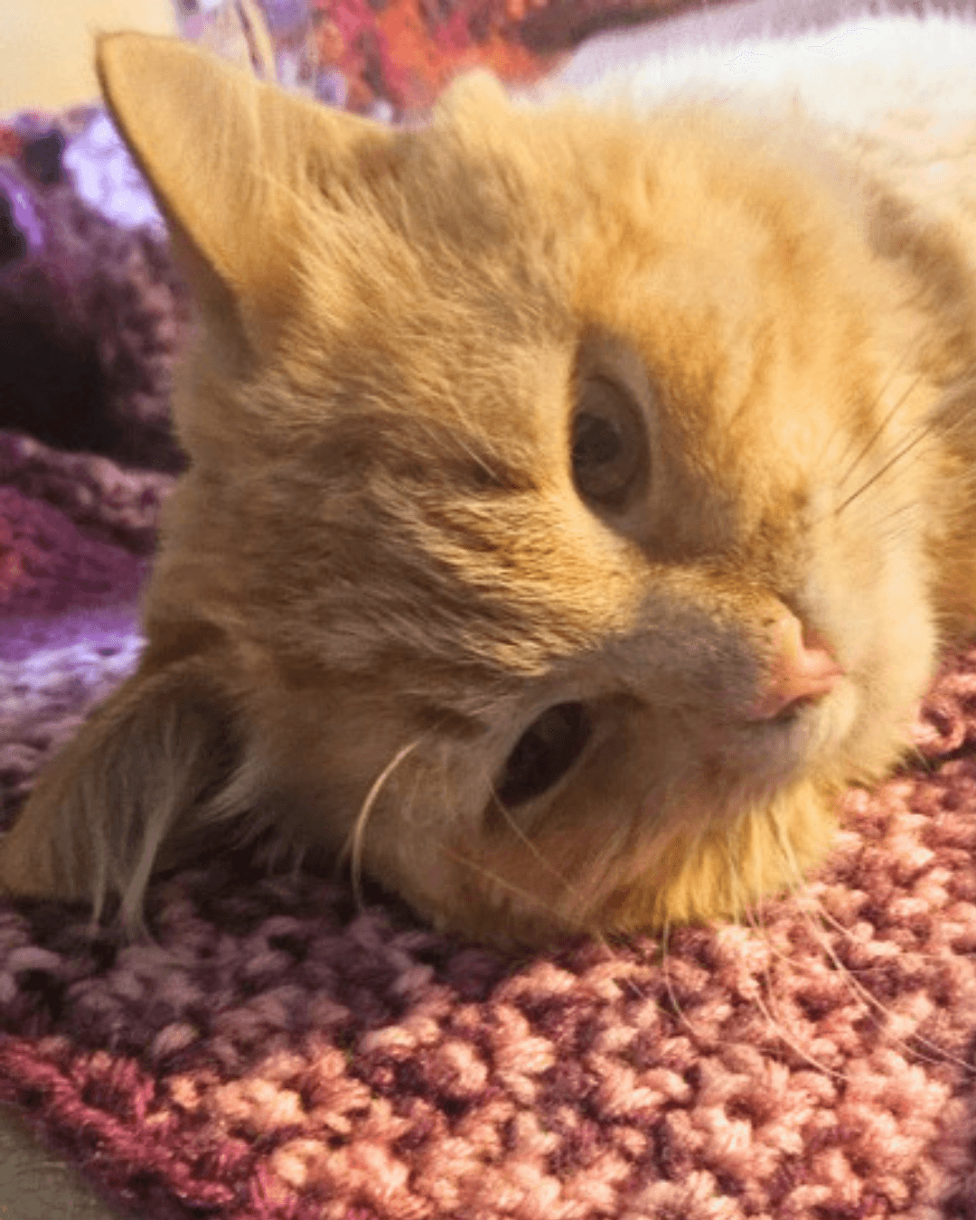 Jack - DLH cat available for adoption in Calgary