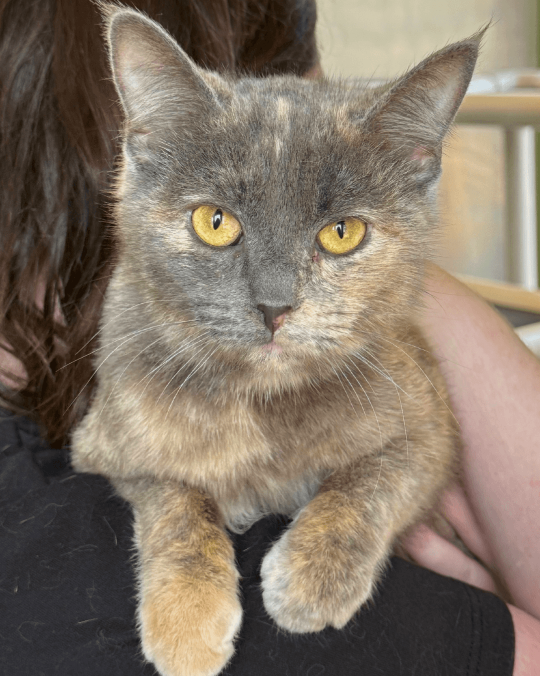 Wilma - DMH cat available for adoption in Calgary