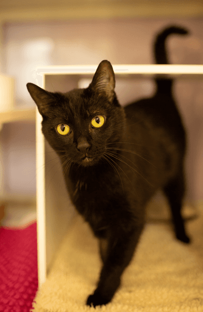 Echo - DSH available for adoption