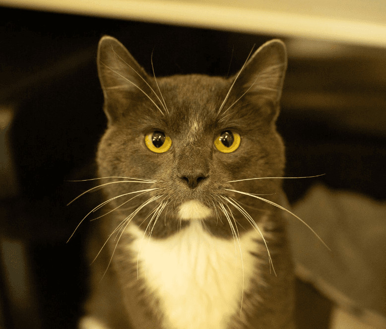 Hot Dog - DSH available for adoption