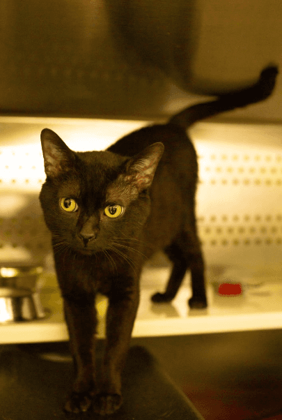 Bravo - DSH available for adoption