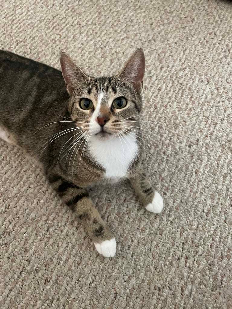 Clover - DSH cat available for adoption at Cochrane Humane Society in Cochrane