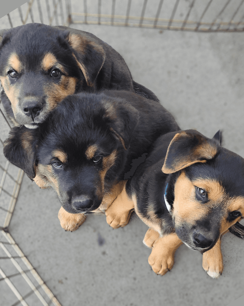 Friends Litter - Mixed available for adoption