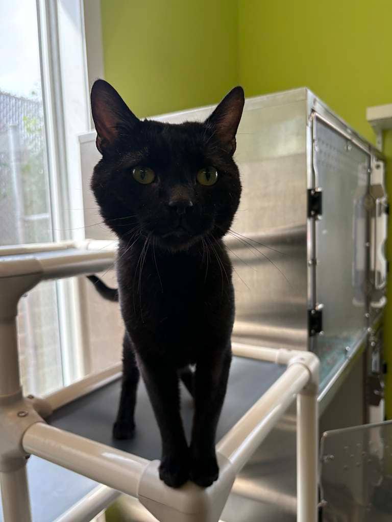 Alpha - DSH cat available for adoption at Cochrane Humane Society in Cochrane