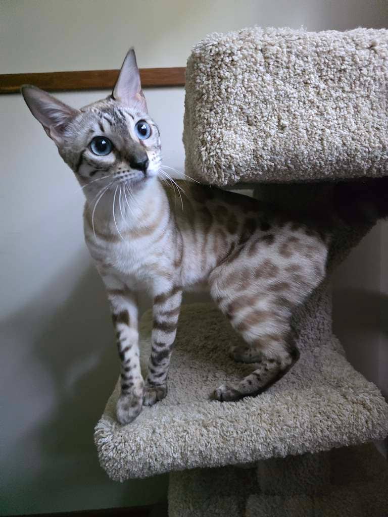 Monarch - DSH available for adoption