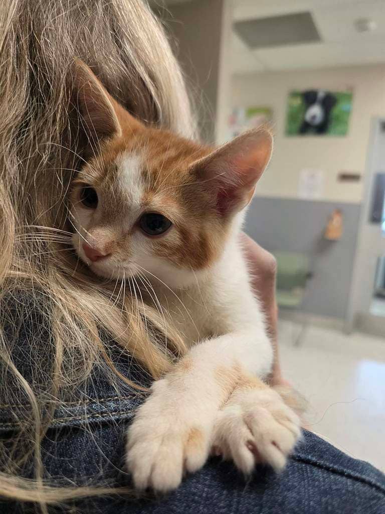 Pikachu - DSH available for adoption
