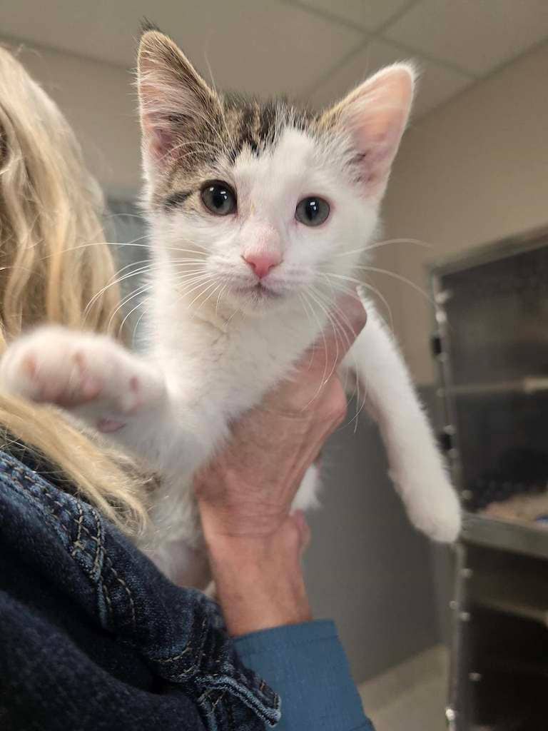Datsun - Domestic Medium Hair cat available for adoption at Cochrane Humane Society in Calgary