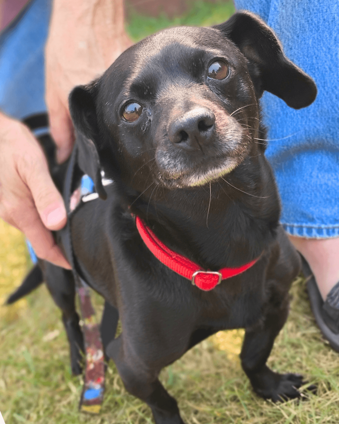 Licorice - Mixed available for adoption