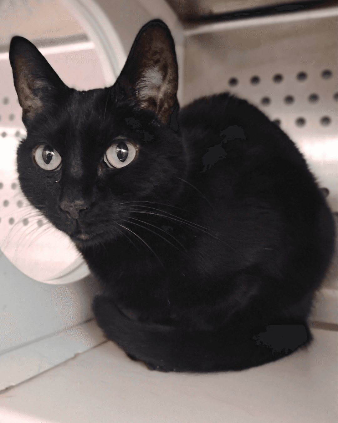 Zippy - DSH cat available for adoption at Cochrane Humane Society in Calgary