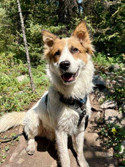 Lucky - Mixed available for adoption in Alberta