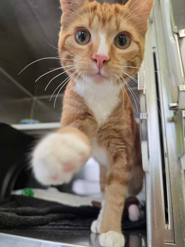 Pickles - Domestic Medium Hair cat available for adoption at Cochrane Humane Society in Calgary