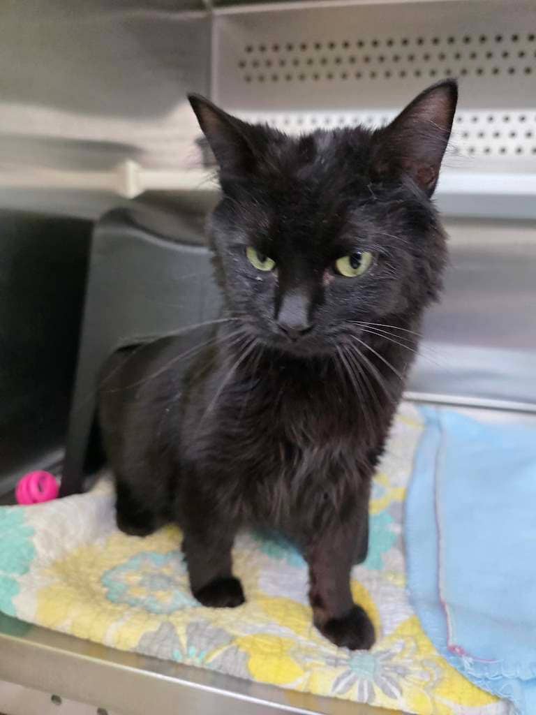 Ace - DSH cat available for adoption at Cochrane Humane Society in Calgary