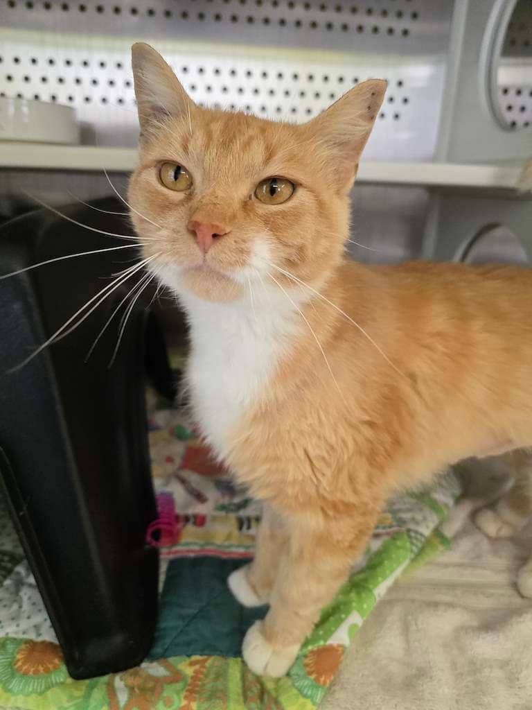 Leena - DSH cat available for adoption at Cochrane Humane Society in Calgary