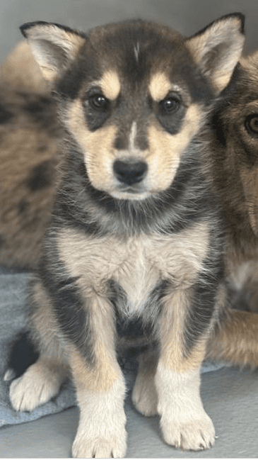 Micki - Mixed available for adoption in Alberta