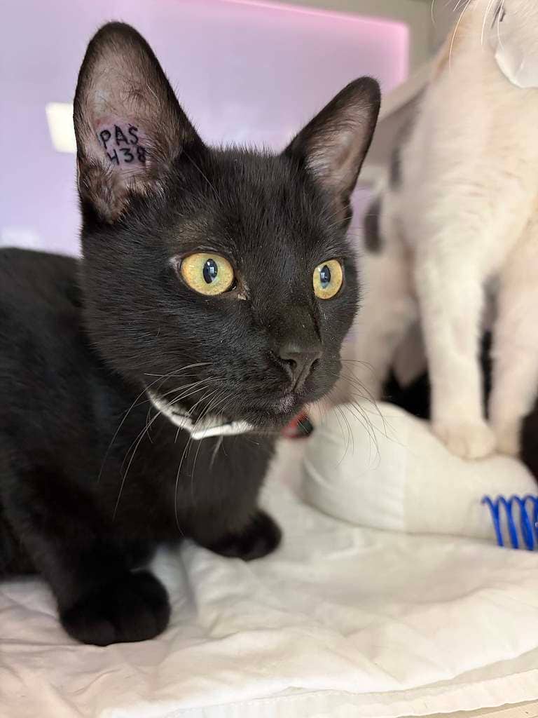 Krobus - DSH cat available for adoption at Cochrane Humane Society in Cochrane