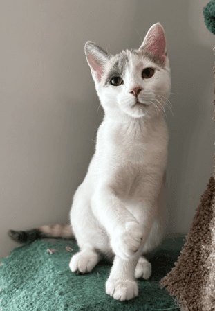 Junimo - DSH cat available for adoption at Cochrane Humane Society in Cochrane