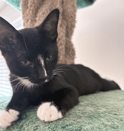 Stardrop - DSH available for adoption