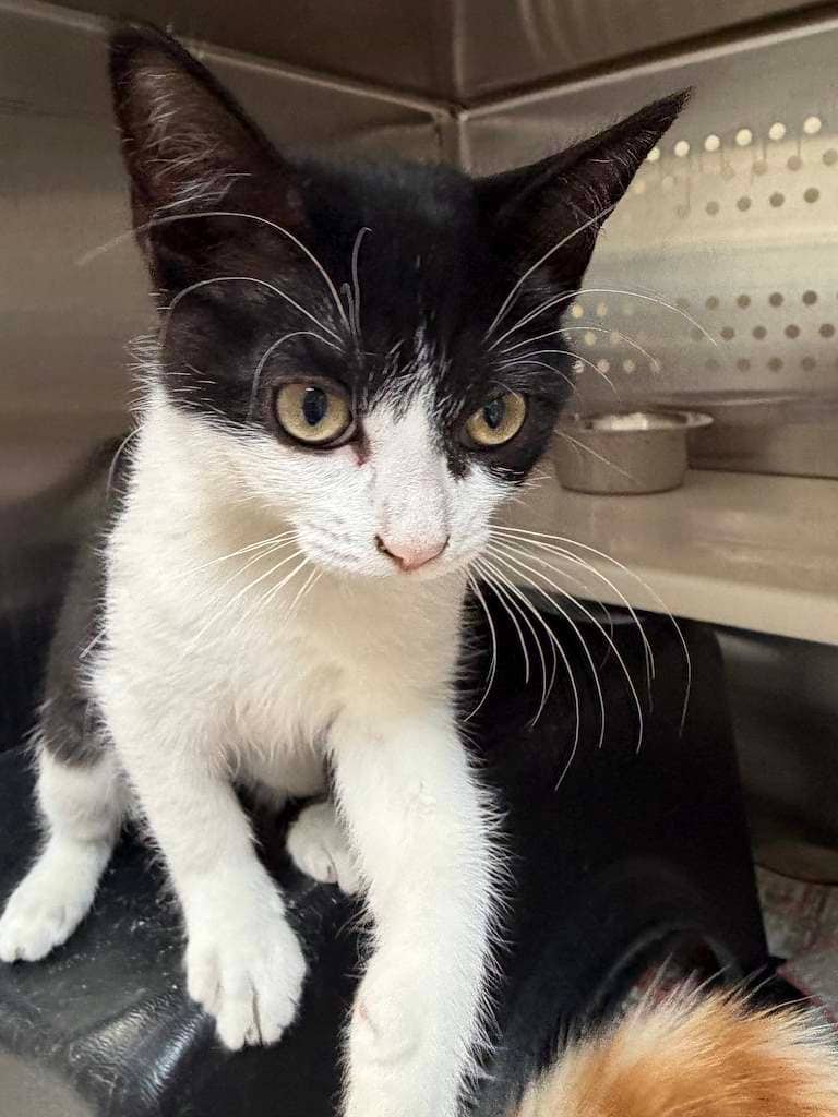 Buzz - DSH cat available for adoption at Cochrane Humane Society in Cochrane