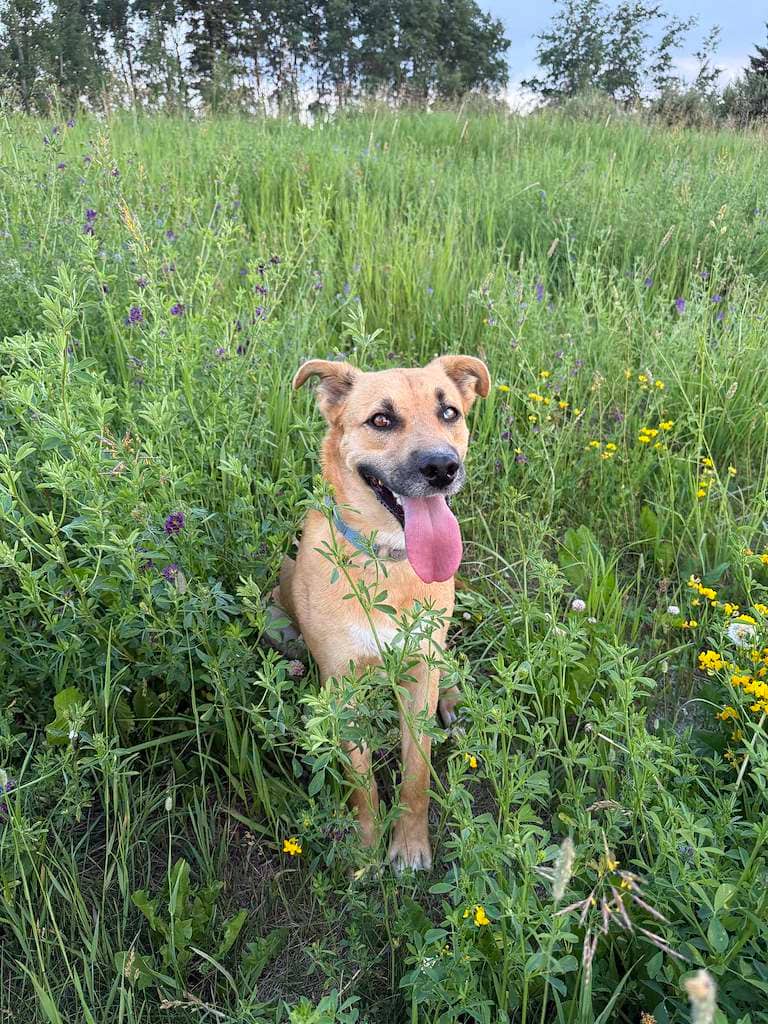 Barbra Streisand - Mixed cat available for adoption at Cochrane Humane Society in Cochrane