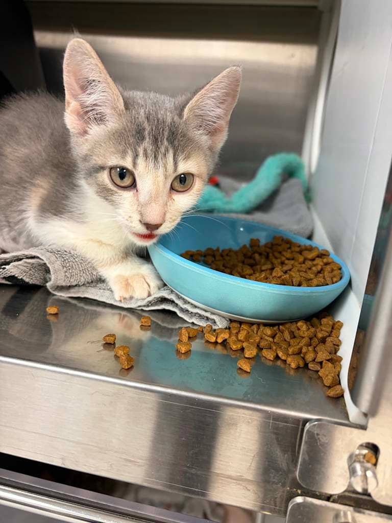 Lileep - DSH cat available for adoption at Cochrane Humane Society in Cochrane