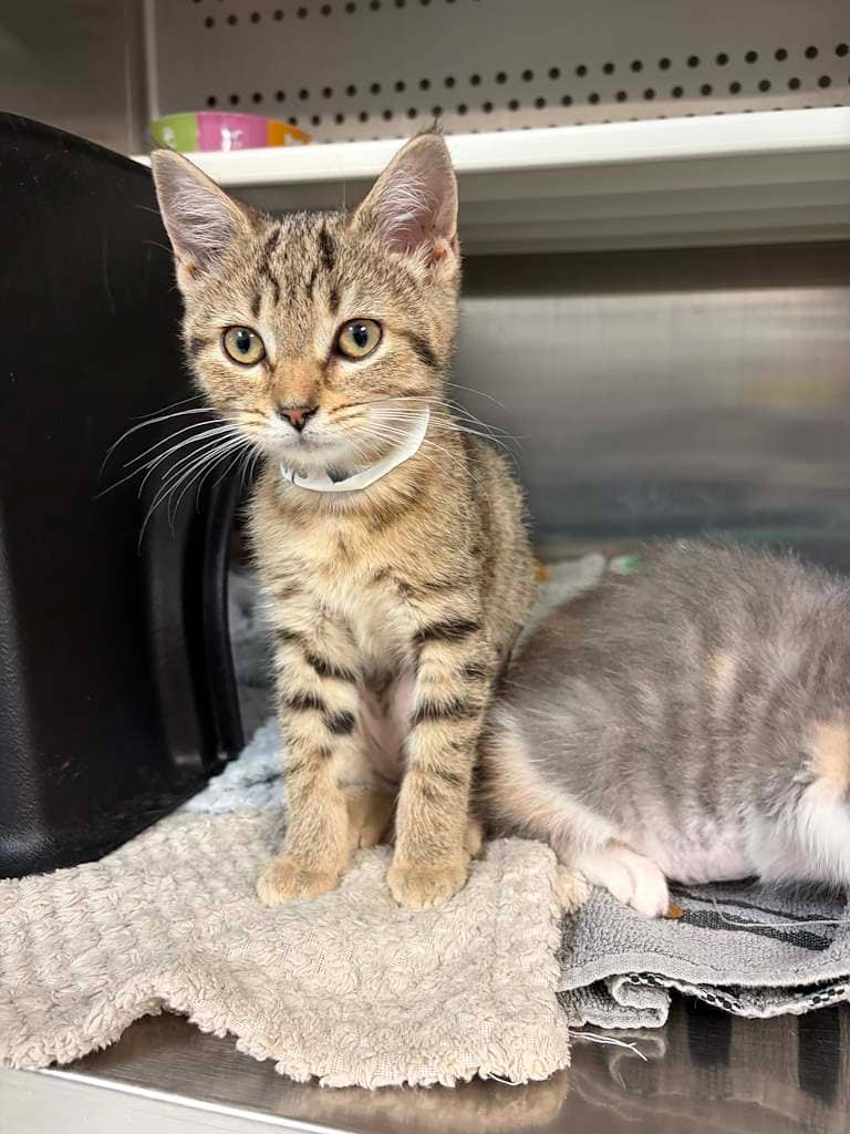 Ernie - DSH cat available for adoption at Cochrane Humane Society in Cochrane