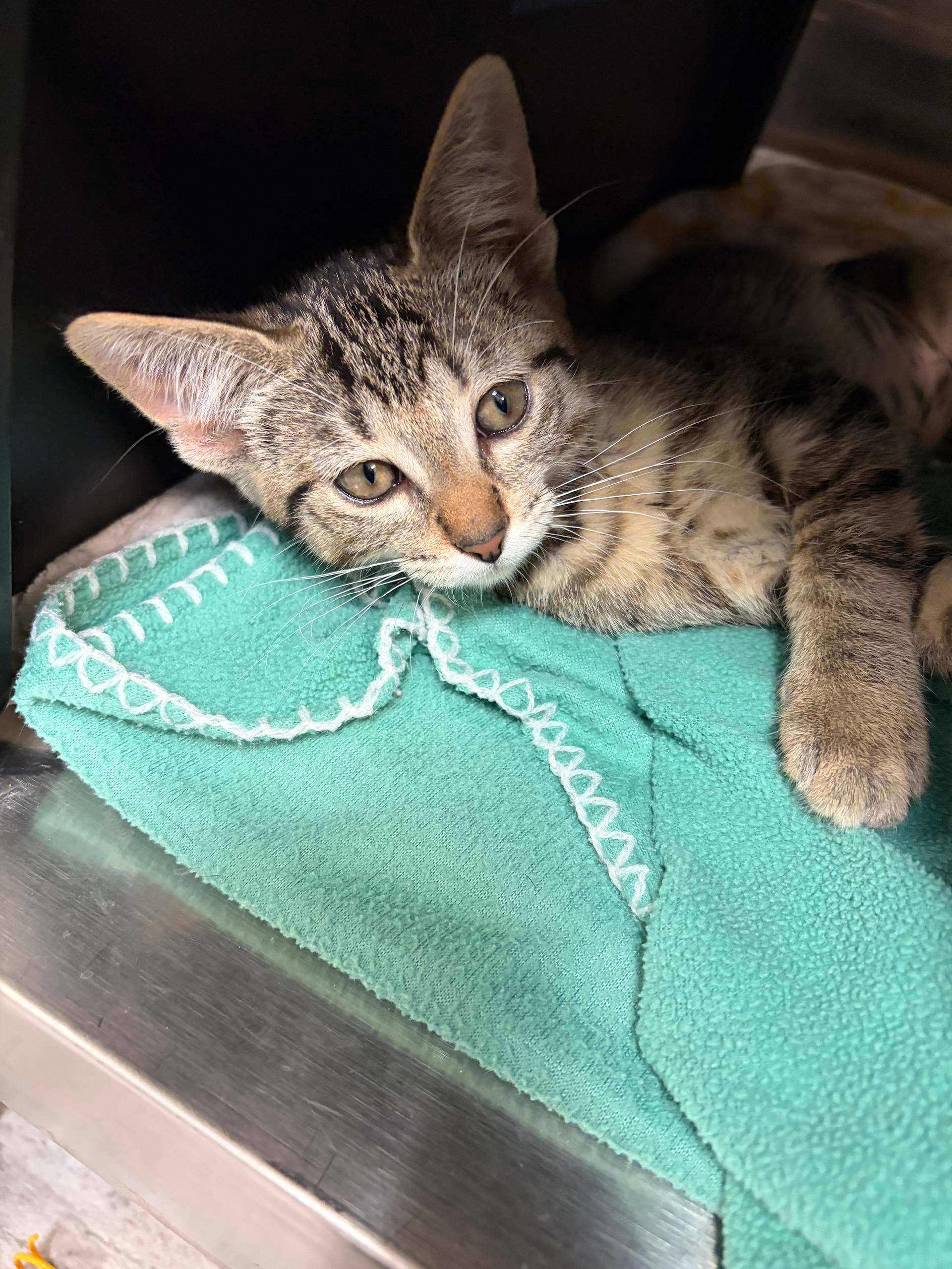 Tiger - DSH cat available for adoption at Cochrane Humane Society in Cochrane