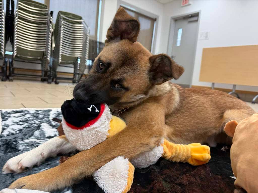 Brownie - Mixed available for adoption in Alberta