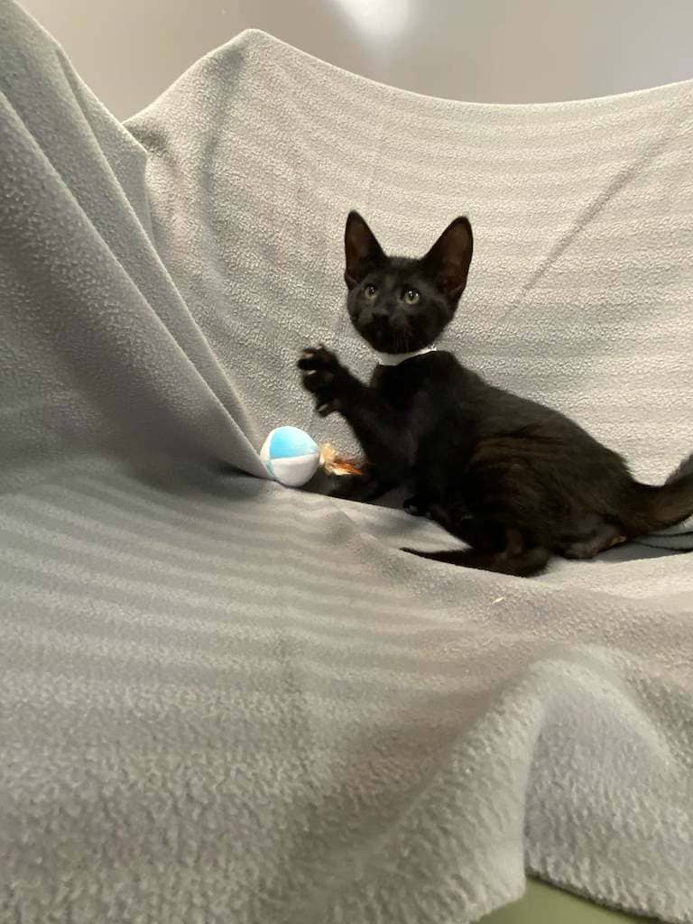 Felix - DSH available for adoption