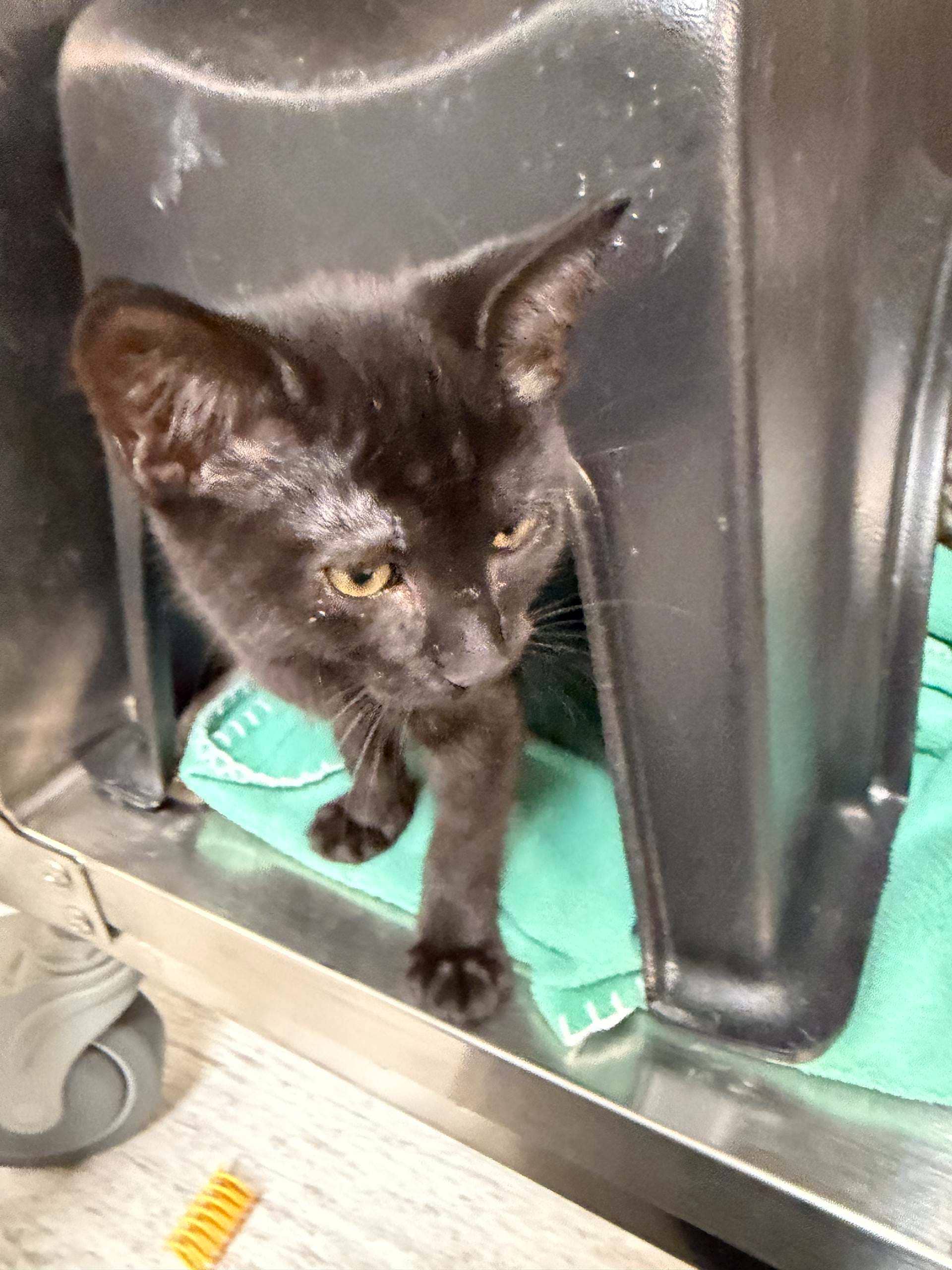 Firecracker - DSH available for adoption