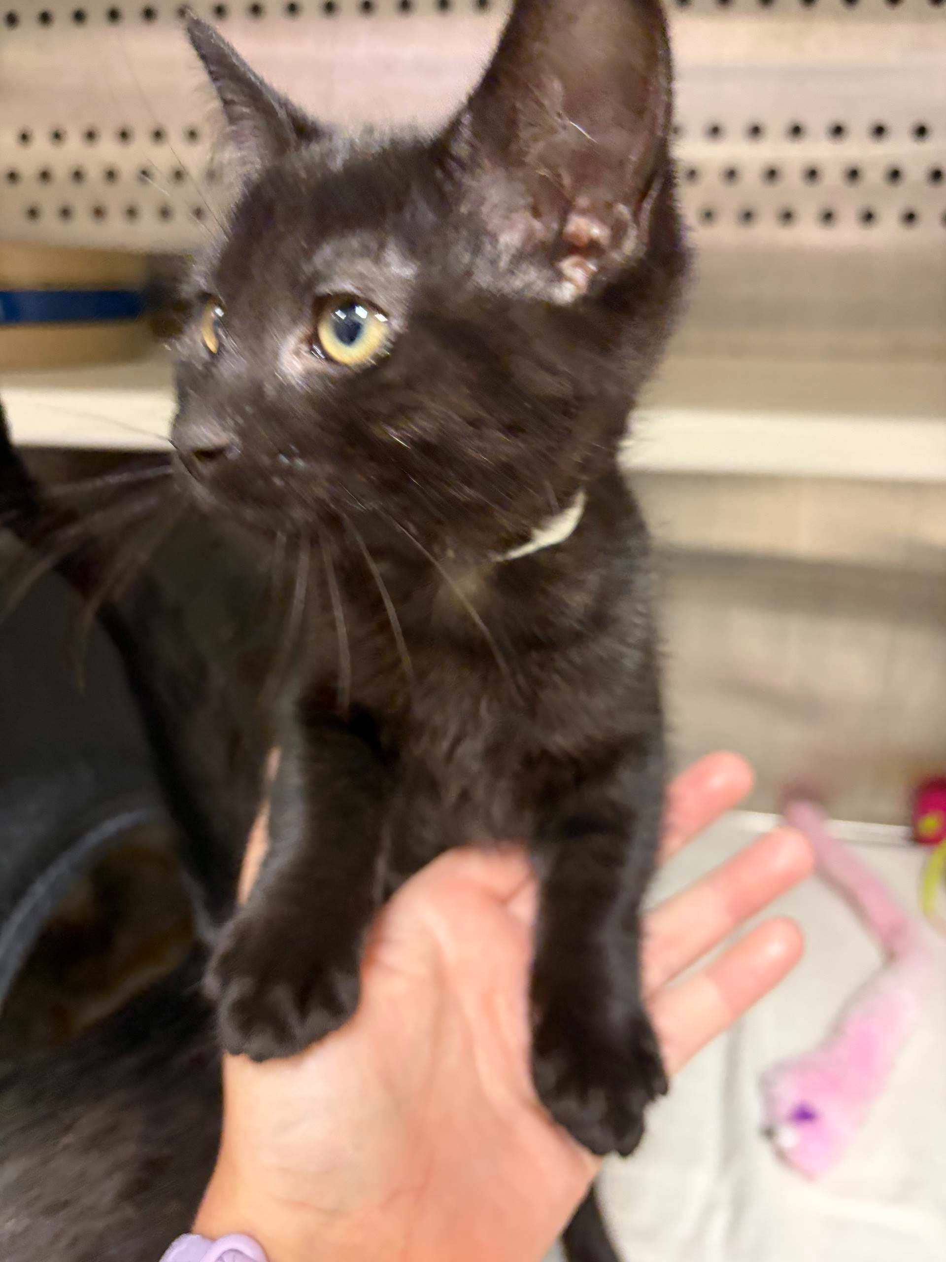 Fluttershy - DSH available for adoption