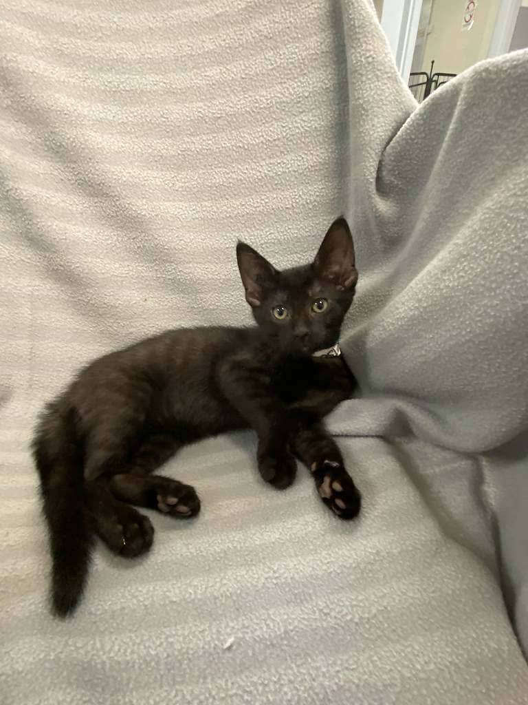 Frisco - DSH available for adoption