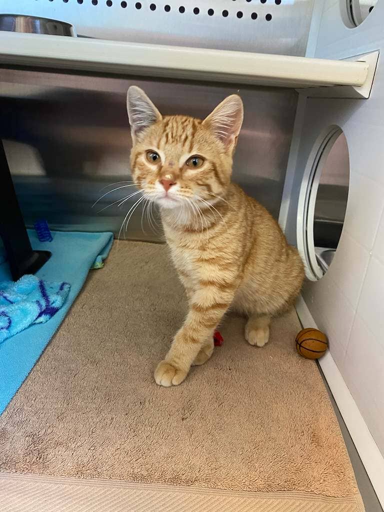 Bungle - DSH cat available for adoption at Cochrane Humane Society in Cochrane