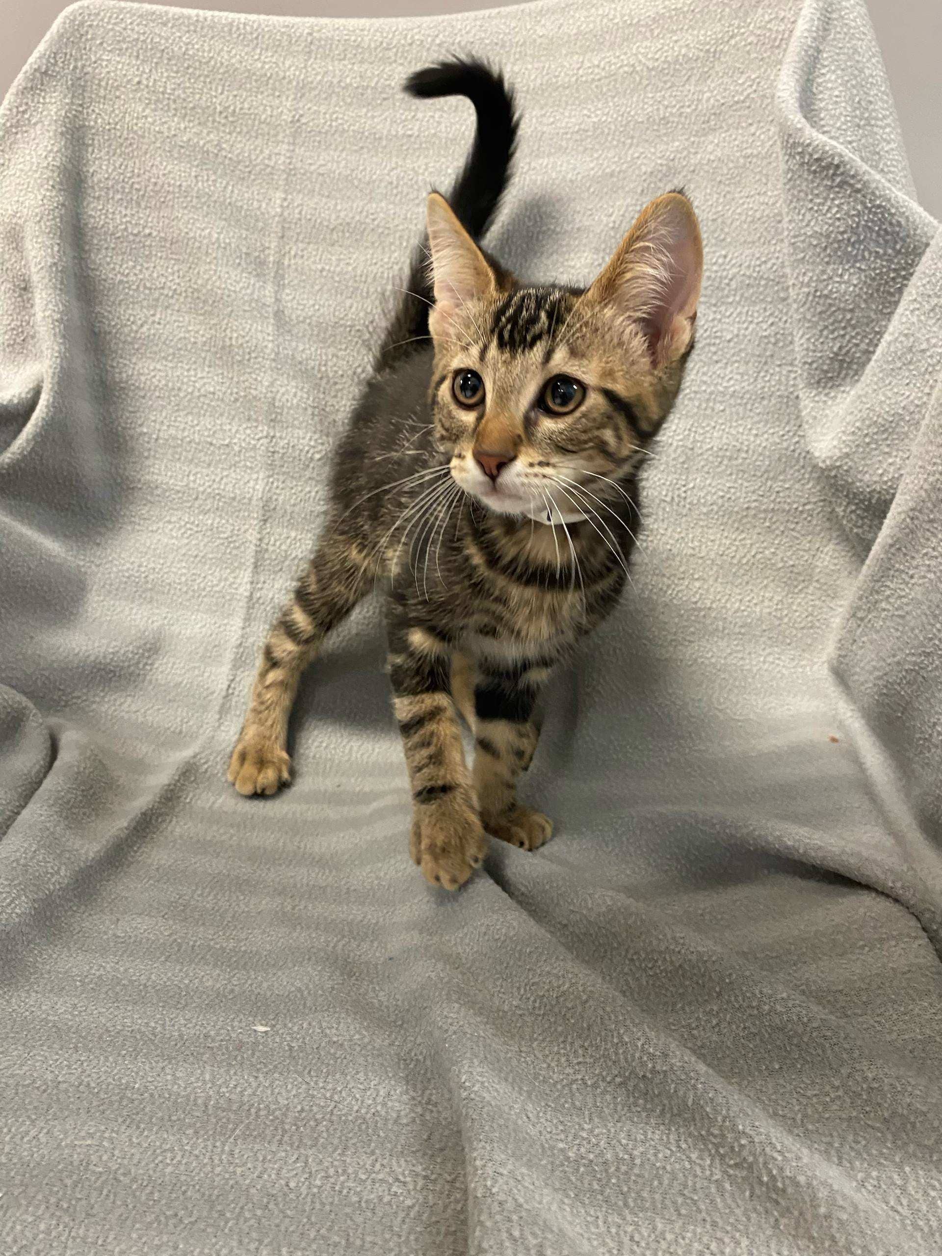 Starcrunch - DSH available for adoption