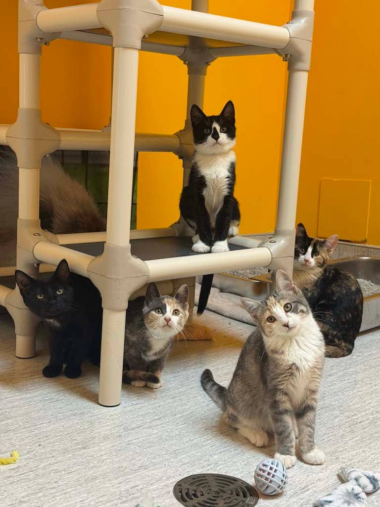 The Ford Kittens - DSH cat available for adoption at Cochrane Humane Society in Cochrane