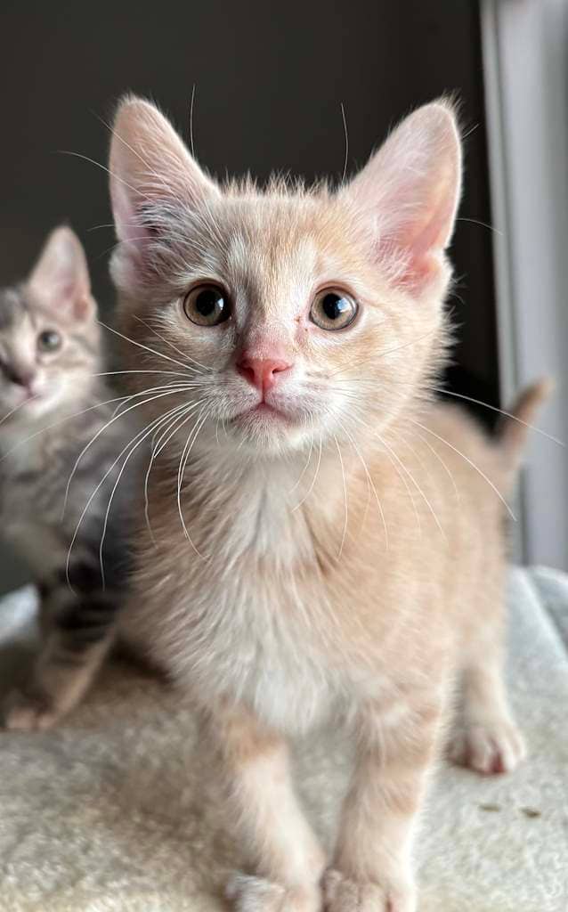 Forest - DSH available for adoption