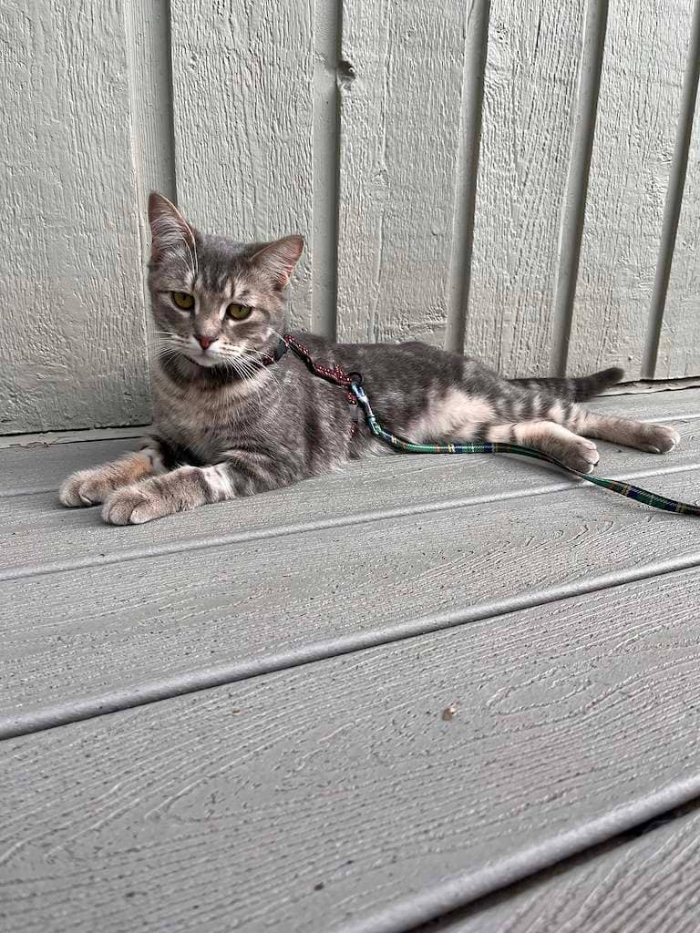 Zulu - DSH cat available for adoption at Cochrane Humane Society in Cochrane