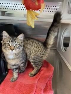 Jersey - DSH available for adoption