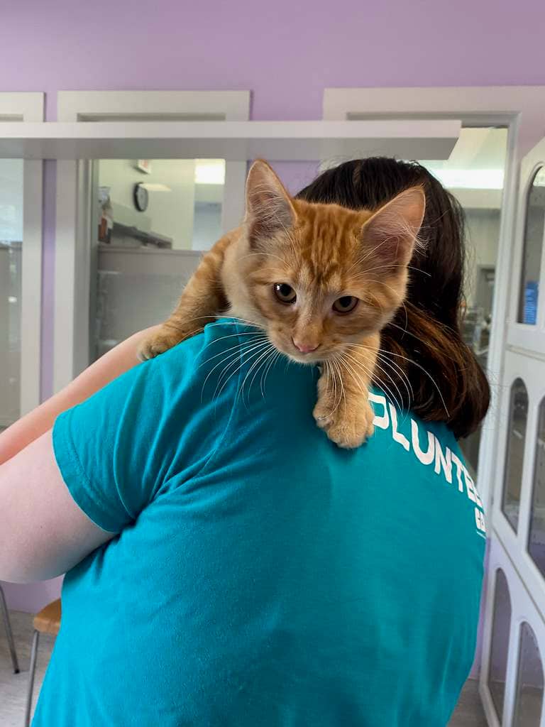 Devin - Domestic Medium Hair available for adoption