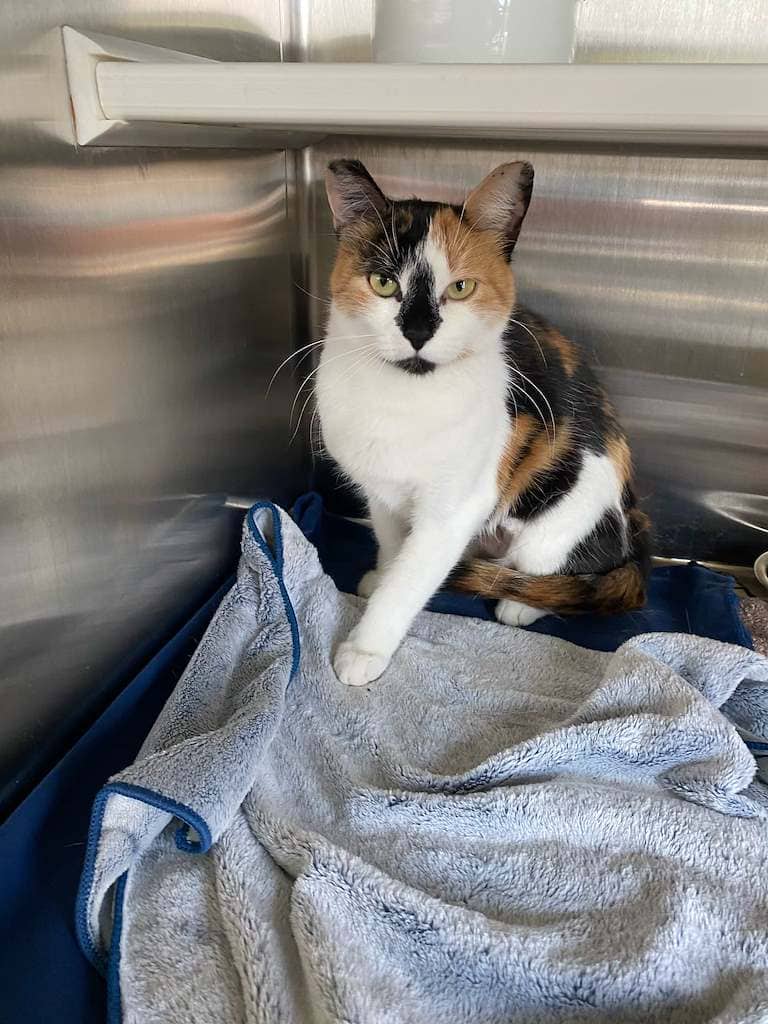 Biscuit - DSH cat available for adoption at Cochrane Humane Society in Cochrane