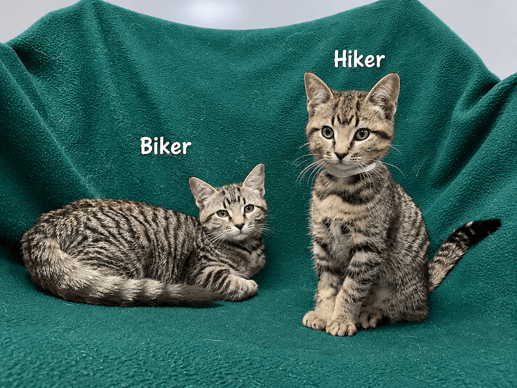 Biker & Hiker - DSH cat available for adoption at Cochrane Humane Society in Cochrane