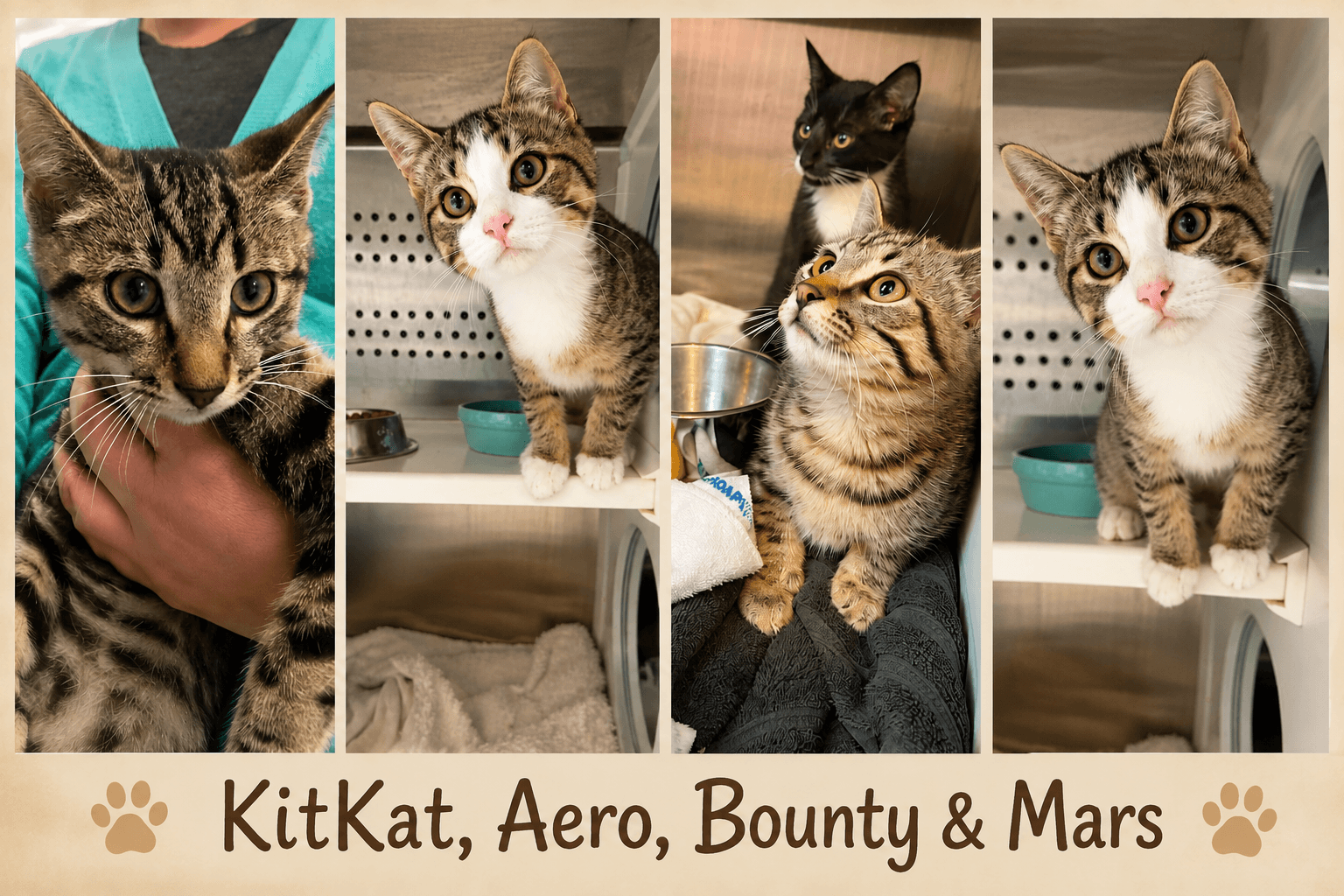 The Candy Bar Kittens - DSH cat available for adoption at Cochrane Humane Society in Cochrane