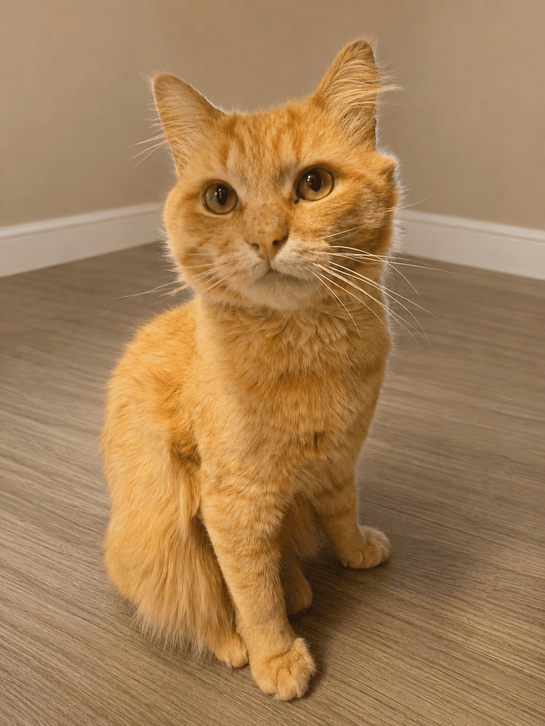 Jack - DLH cat available for adoption at Cochrane Humane Society in Cochrane